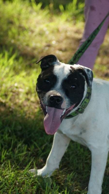 Jeune staffordshire bull terrier 